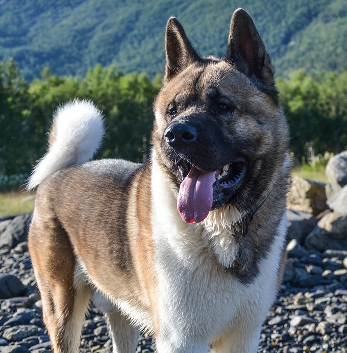 Akita Américain